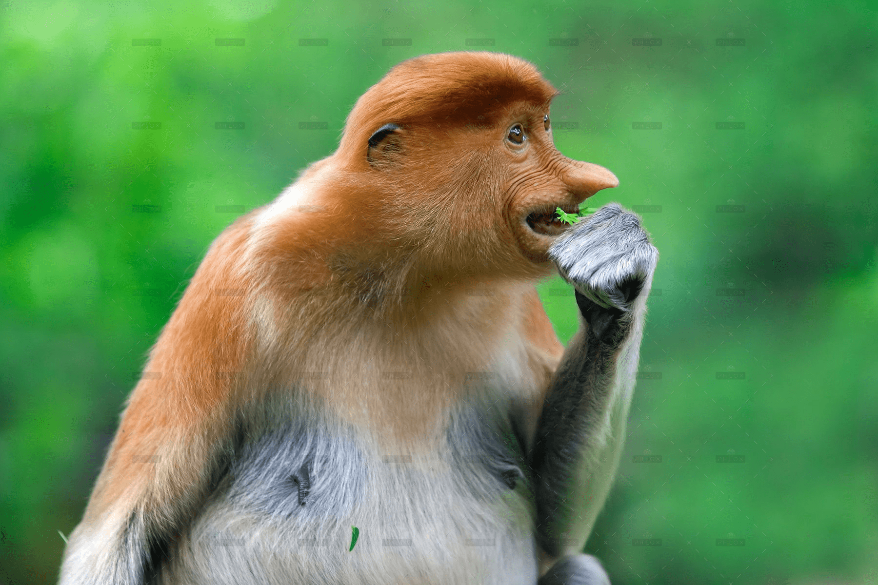 demo-attachment-291-proboscis-monkey-PK9YC3W-1